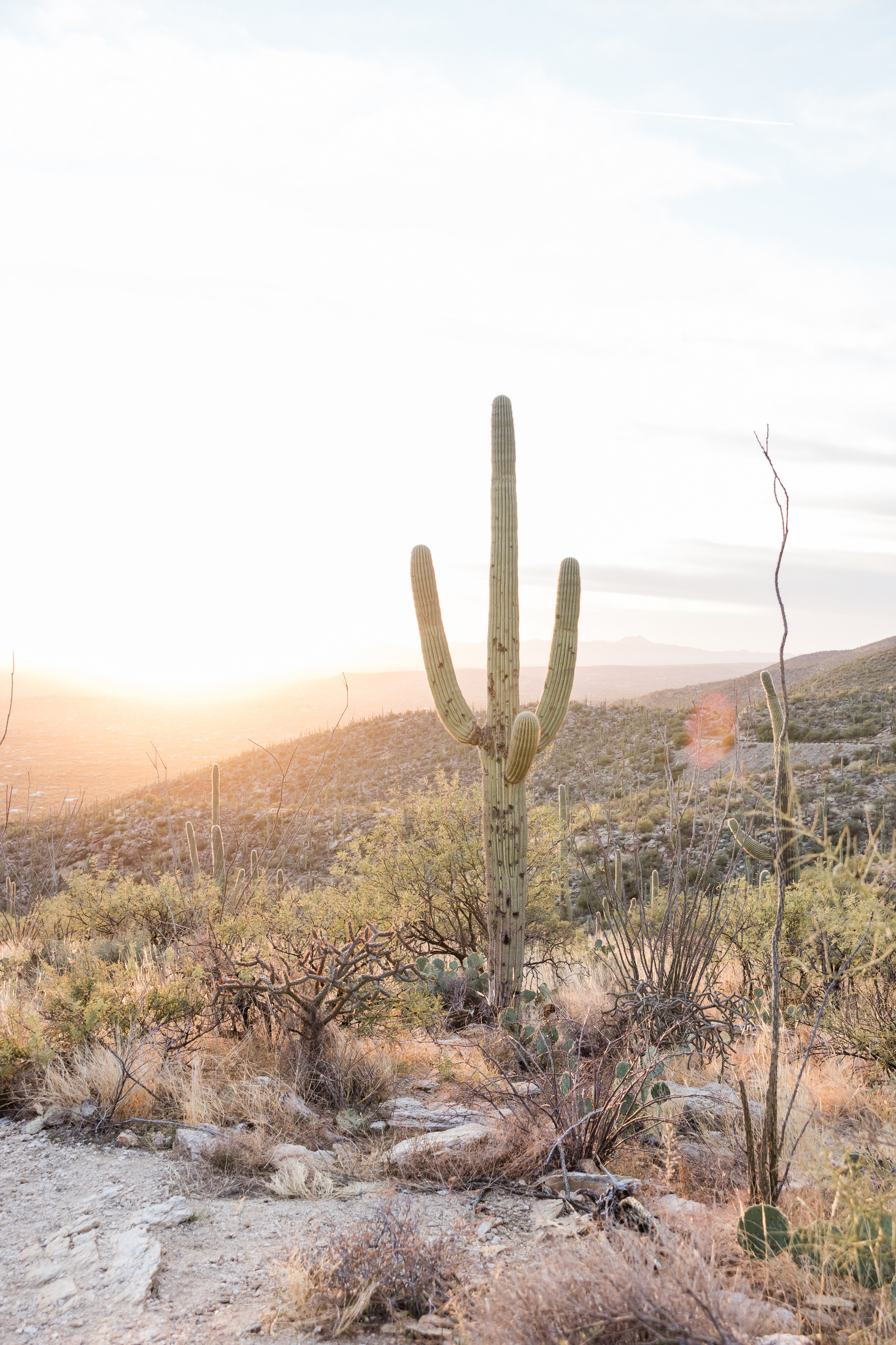 Cactus in the Desert 