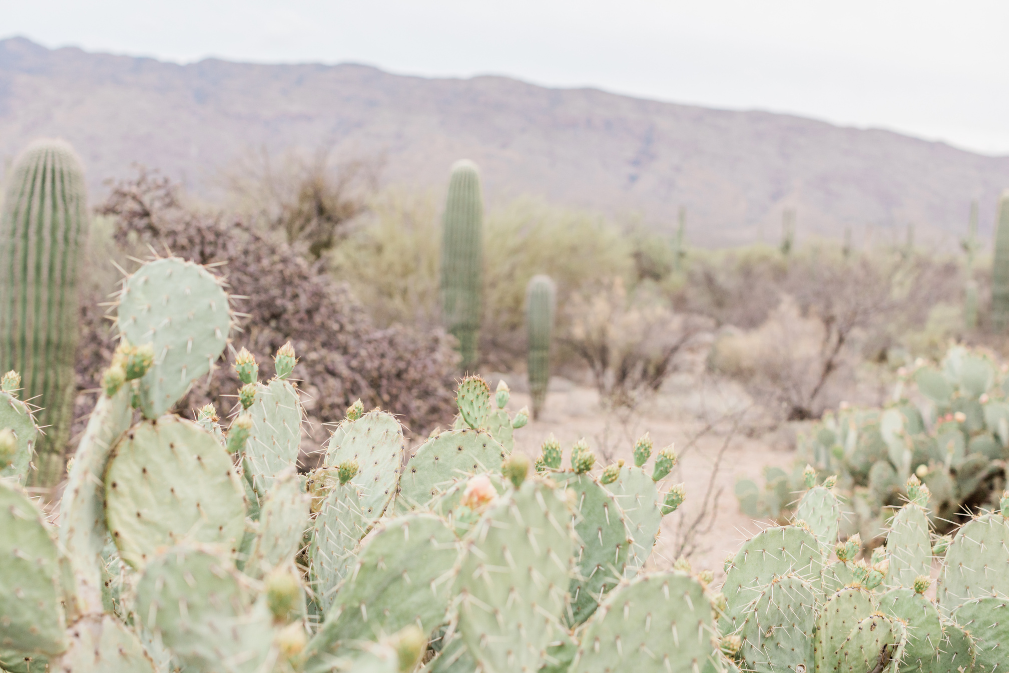 Cacti in a Desert in Arizona